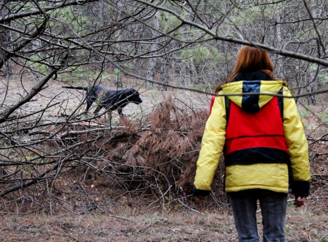 В Севастополе провели аттестацию собак-спасателей
