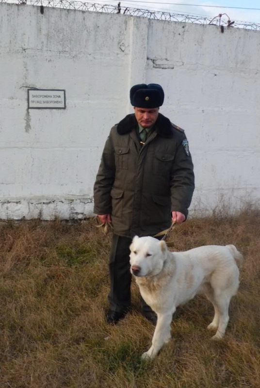В Керченскую колонию передали среднеазиатскую овчарку