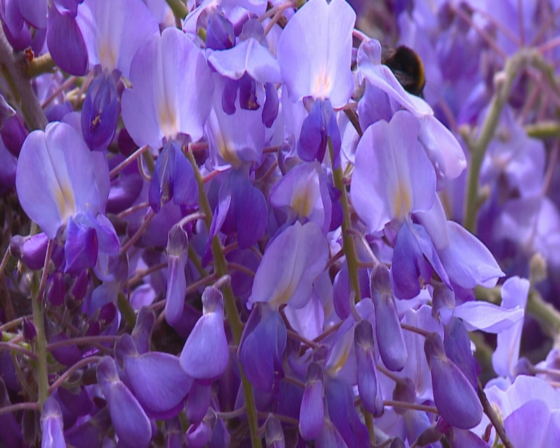 В Ялте проведут день любования глицинией