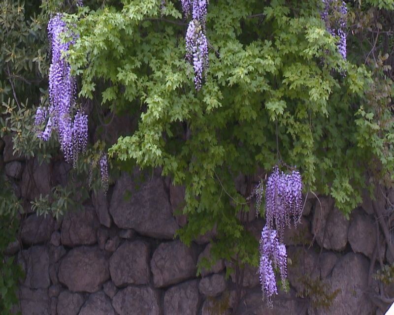 В Ялте проведут день любования глицинией
