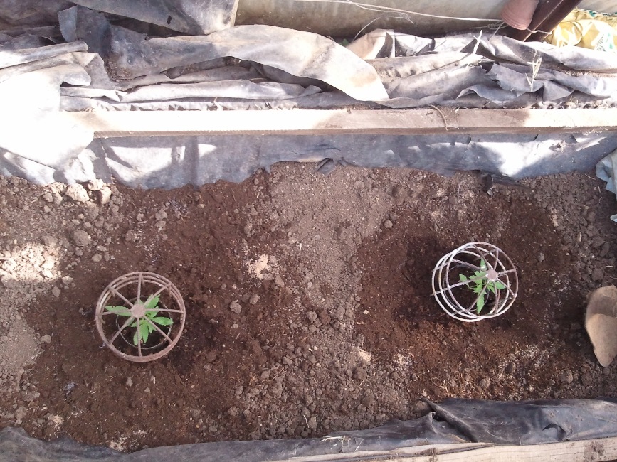 Житель Симферополя задержан за выращивание конопли