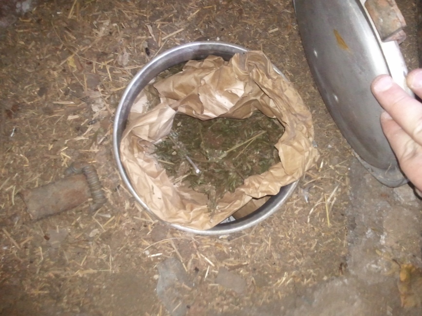 Житель Симферополя задержан за выращивание конопли