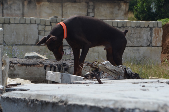 В Севастополе прошли учения спасателей и кинологов