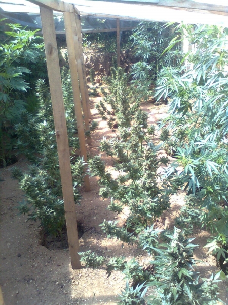 В Симферопольском районе местный житель вырастил 36 кустов конопли