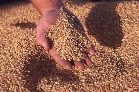 В Крыму начали тестировать электронную аграрную биржу