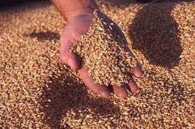 В Крыму разработают инвестпроекты для привлечения инвесторов в сельское хозяйство В Крыму разработают инвестпроекты для привлечения инвесторов в сельское хозяйство