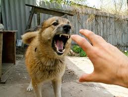 За неделю в Алуште бродячие собаки покусали 7 человек