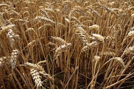 В октябре в Бахчисарайском районе пройдет праздник урожая В октябре в Бахчисарайском районе пройдет праздник урожая