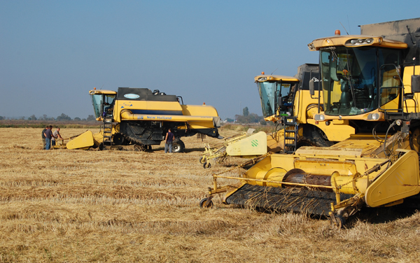 Могилев оценил ход уборки риса в Красноперекопском районе