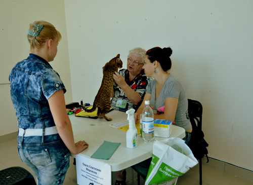 В Севастополе более 100 кошек участвовали в международной выставке