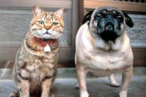 В Симферополе проведут митинг в защиту бездомных животных В Симферополе проведут митинг в защиту бездомных животных