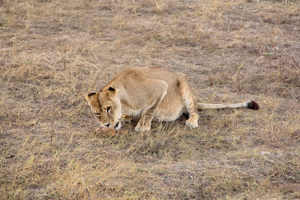 Сафари-парк «Тайган» посетили сотни тысяч человек