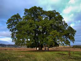 Зубков построит в Белогорском районе парк чудес Зубков построит в Белогорском районе парк чудес