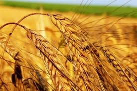 Депутат Крыма предложил создать зерновой аналог ОПЕК