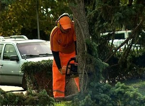 Спилом елей возле памятника Нахимову в Севастополе займется прокуратура Спилом елей возле памятника Нахимову в Севастополе займется прокуратура