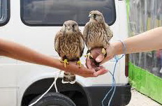 В Крыму предлагают ввести мораторий на фотоуслуги с животными