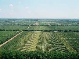 Власти Крыма держат на контроле ситуацию с пайщиками агрофирмы «Крым» агрофирма Крым, Власти Крыма держат на контроле ситуацию с пайщиками агрофирмы «Крым»