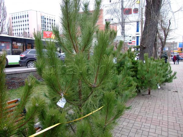 Продавать елки в Симферополе начнут в середине декабря Елочный базар, Продавать елки в Симферополе начнут в середине декабря
