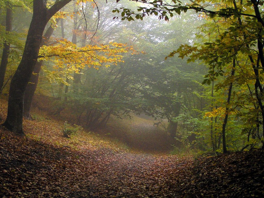 земля, Суд не разрешил сокращать земли Алуштинского лесхоза на 10 га