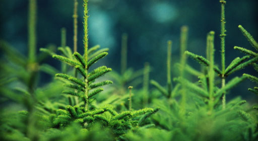 Елочный базар, В Севастополе начали следить за вырубкой и продажей елей