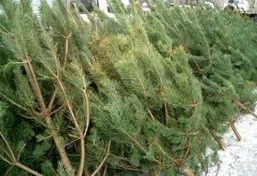 Елочный базар, В Крыму новогодние сосны будут стоить от 50 грн.