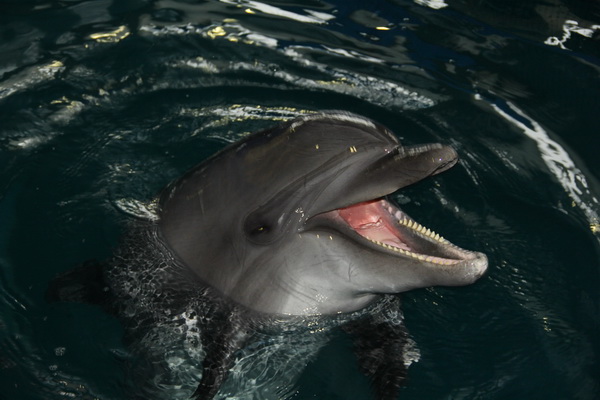 Дельфинарий, В Ялте открыли центр дельфинотерапии