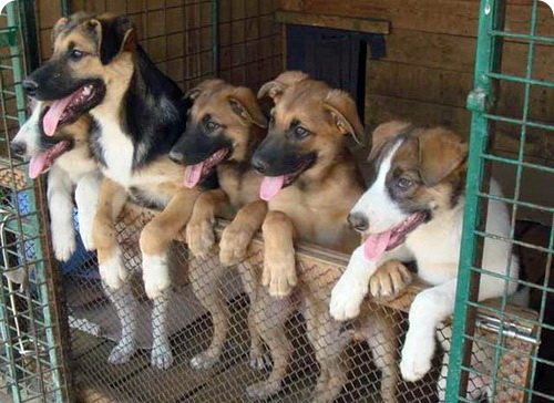 Могилев готов помочь волонтерам в строительстве приюта для животных Могилев готов помочь волонтерам в строительстве приюта для животных