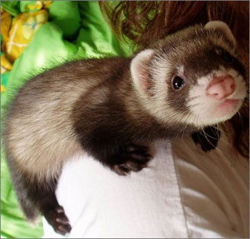 Зооуголок Симферополя, В Симферополе проведут День хорька