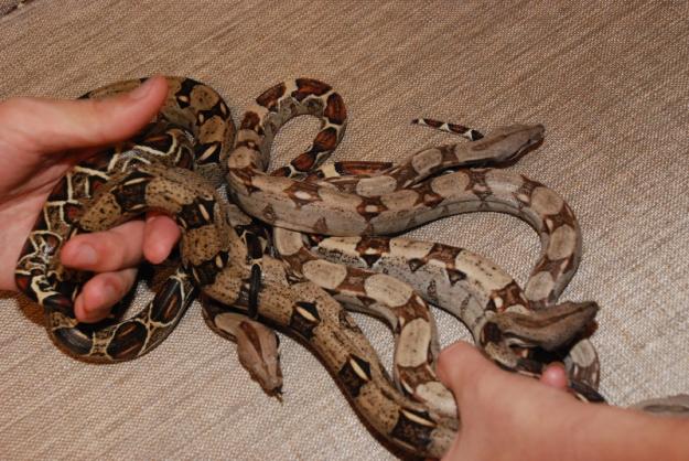 В экзотариуме Евпатории родилось 8 императорских удавов В экзотариуме Евпатории родилось 8 императорских удавов