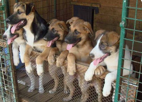 Инвесторам предложили построить в Евпатории приют для бездомных животных Инвесторам предложили построить в Евпатории приют для бездомных животных