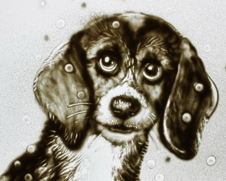 Севастопольская художница представила песочную анимацию о добре анимация, Севастопольская художница представила песочную анимацию о добре