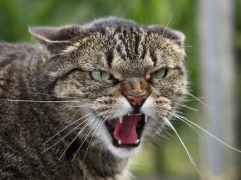 За зиму феодосийцев покусали две бешеные домашние кошки За зиму феодосийцев покусали две бешеные домашние кошки