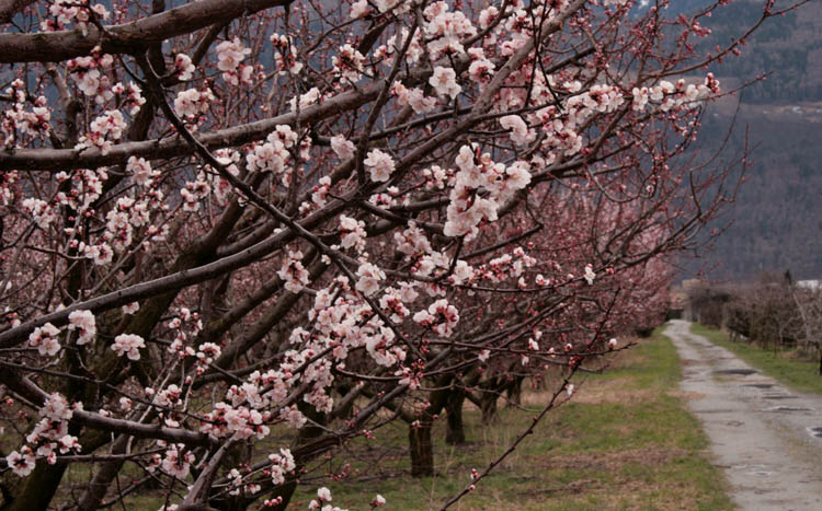 В Крыму из-за мороза пострадали абрикосы, алыча и персики
