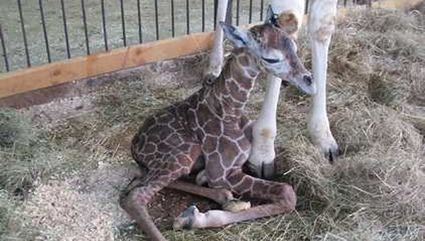 В сафари-парке «Тайган» родился маленький жираф В сафари-парке «Тайган» родился маленький жираф