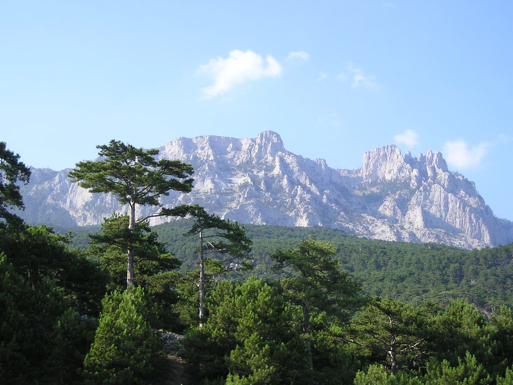 Крымские леса за полгода принесли в бюджет 1,5 млн. грн. Крымские леса за полгода принесли в бюджет 1,5 млн. грн.