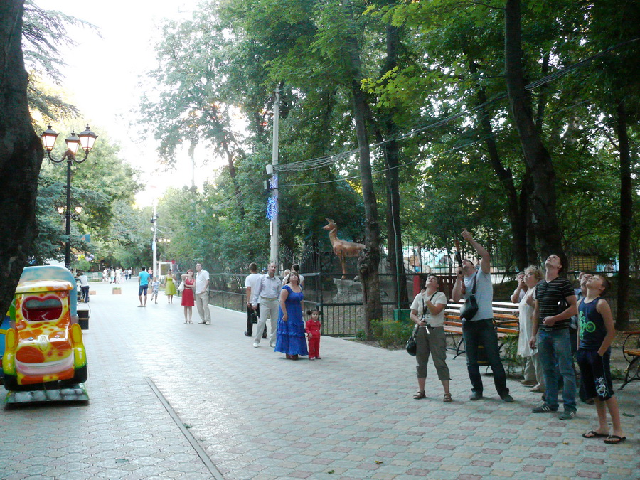 В Симферополе вороны помогли поймать сбежавшую мартышку В Симферополе вороны помогли поймать сбежавшую мартышку