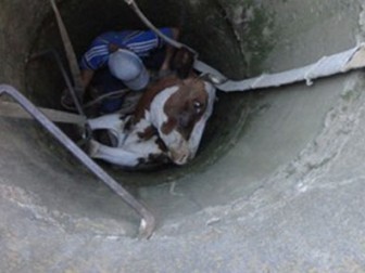 В Крыму из колодца вытаскивали корову Происшествие, В Крыму из колодца вытаскивали корову