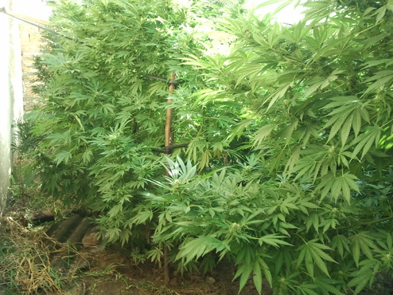 Житель Кировского района вырастил двухметровую коноплю Наркотики, Житель Кировского района вырастил двухметровую коноплю