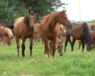 В Феодосии отметят День коневода конный пробег, В Феодосии отметят День коневода