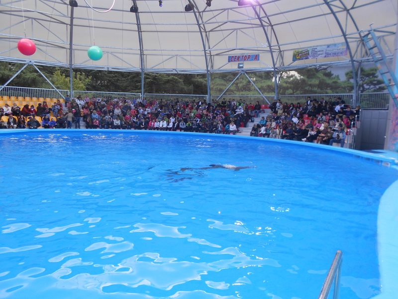 В Алуште открылся Центр дельфинотерапии Дельфинарий, В Алуште открылся Центр дельфинотерапии