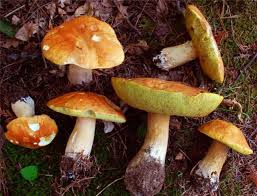 Отравление, За сутки в Крыму три человека отравились грибами 