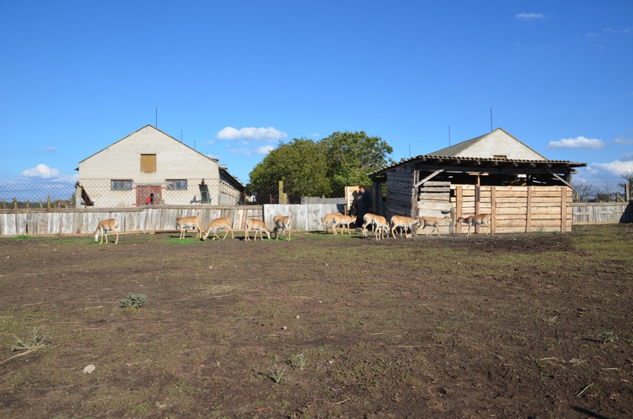 На Тарханкуте выпустят куланов и сайгаков На Тарханкуте выпустят куланов и сайгаков
