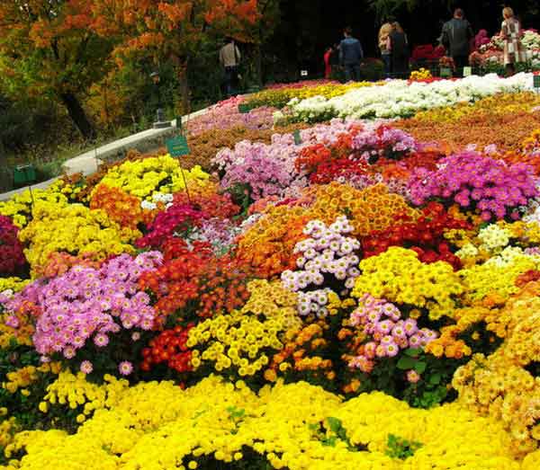 В Никитском ботсаду впервые выберут принцессу бала хризантем Бал хризантем, В Никитском ботсаду впервые выберут принцессу бала хризантем