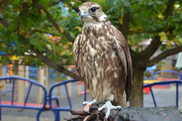 В Судаке милиционеры отпустили фотографа-живодера Фотографы с животными, В Судаке милиционеры отпустили фотографа-живодера