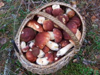 Две жительницы Бахчисарая отравились грибами Отравление, Две жительницы Бахчисарая отравились грибами