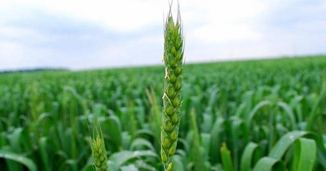 В Крыму складывается благоприятная ситуация для сева озимых зерновые, В Крыму складывается благоприятная ситуация для сева озимых