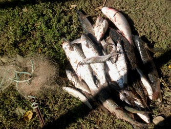 Браконьерство, В Сакском районе незаконно выловили пиленгаса и кефаль