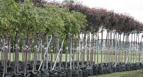 Рынок, В Симферополе хотят открыть «Зеленый рынок»