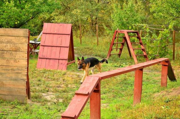 В Симферополе планируют создать площадку для дрессировки собак животные, В Симферополе планируют создать площадку для дрессировки собак