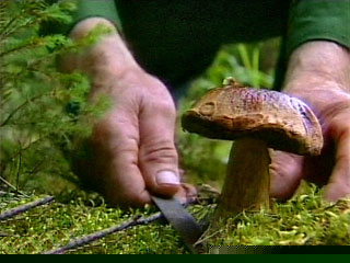 Отравление, За сутки в Крыму трое отравились грибами